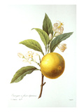 Orange Tree