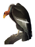 Audubon: Condor