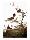 Audubon: Wren