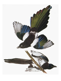 Audubon: Magpie