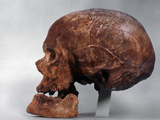 Cro-Magnon Skull