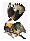 Audubon: Caracara  1827-38