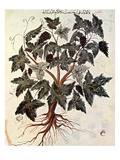 Grapevine  1229
