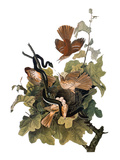 Audubon: Thrasher