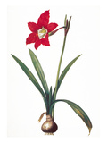 Botany: Lily