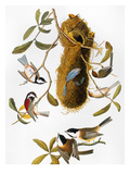 Audubon: Titmouse