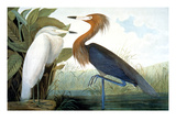 Reddish Egret 