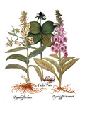 Foxglove And Herb Paris
