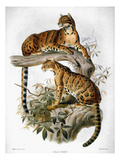 Clouded Leopard  1883
