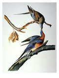 Audubon: Passenger Pigeon