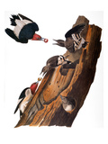 Audubon: Woodpecker