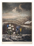 Thornton: Crocusi