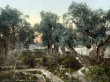 Garden Of Gethsemane