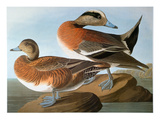 Audubon: Wigeon  1827-38