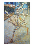 Van Gogh: Peartree  1888