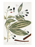 Malabar Cinnamon  1735