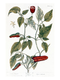 Chili Pepper  1735