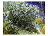 Van Gogh: Lilacs  19Th C