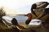 Audubon: Canvasback  1827