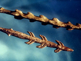 Magdalenian Harpoons
