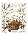 Cyclamen & Lavender  1613