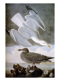 Audubon: Gull