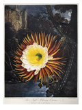 Thornton: Cereus