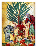 Herbal Medicine