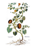 Gourd  1735