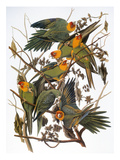 Audubon: Parakeet
