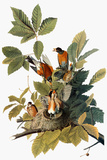 Audubon: Robin