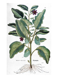 Eggplant  1735