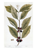 Cooffe Plant  1735