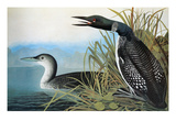 Audubon: Common Loon