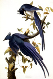 Columbia Jay  1830 