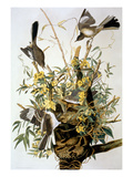 Northern Mockingbird