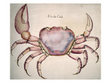 Land Crab