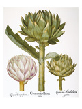 Artichoke  1613