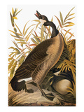 Audubon: Goose