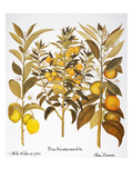 Citron And Orange  1613