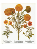 Marigolds  1613