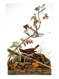 Audubon: Ovenbird