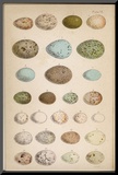 Eggs of Two Dozen Birds