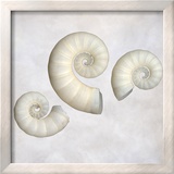 Still Life of 3 Shells