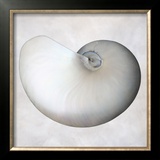 Still Life of a Shell