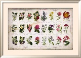 Vintage Botanical