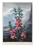 Thornton: Kalmia