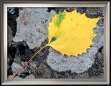 Leaf of a Bigtooth Aspen on Lichen and Granite  Howe Brook  Baxter State Park  Maine  USA