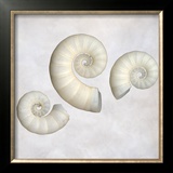 Still Life of 3 Shells
