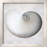 Still Life of a Shell